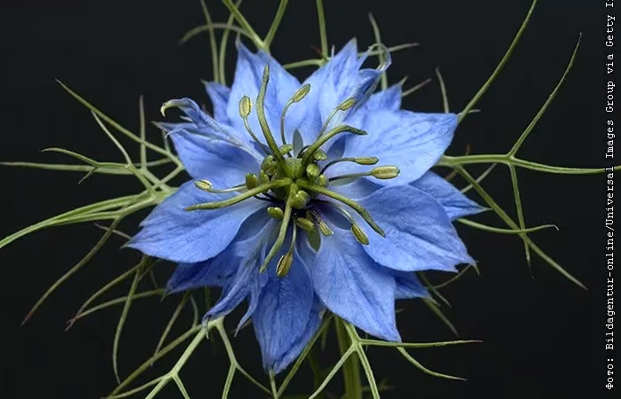 Масло чёрного тмина: гайд биохакера по Nigella sativa Основное изображение