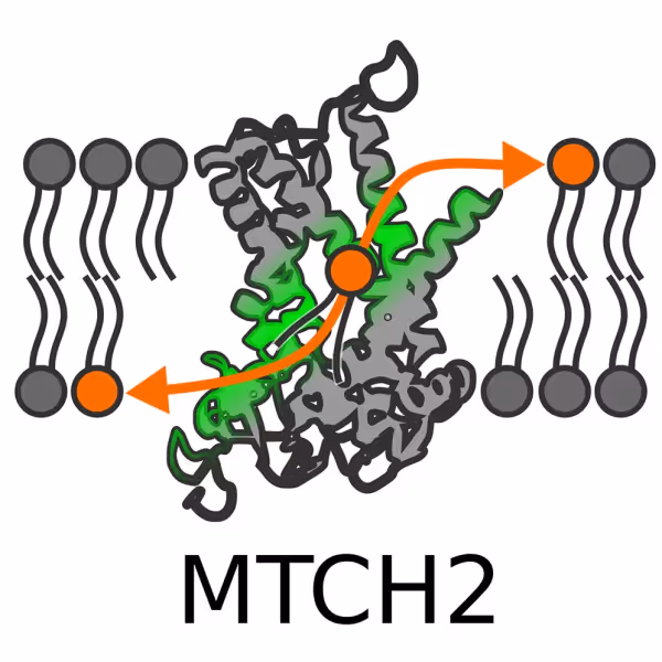 MTCH2: белок, который включает прямое сжигание жира Основное изображение