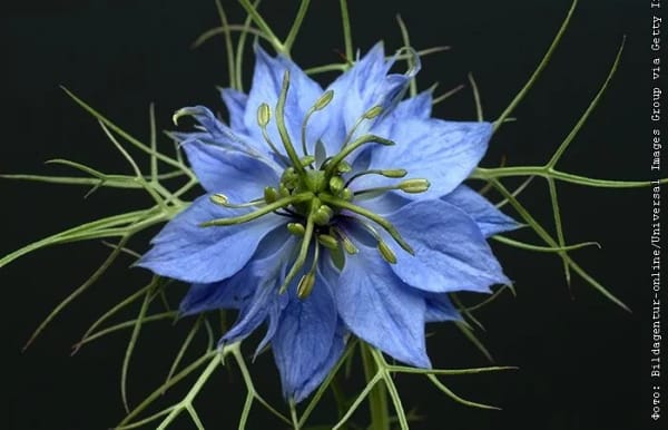Масло чёрного тмина: гайд биохакера по Nigella sativa Основное изображение