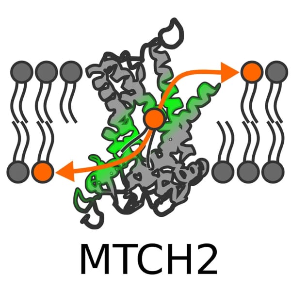 MTCH2: белок, который включает прямое сжигание жира Основное изображение